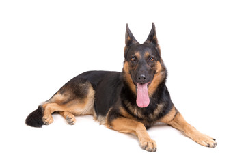 german shepherd posing