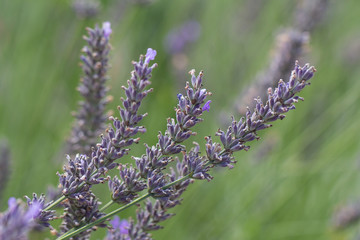lavender flower closeup