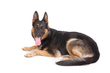 german shepherd posing
