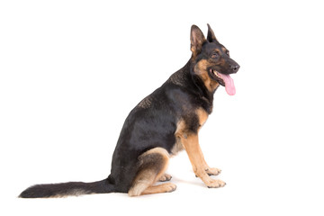 german shepherd posing