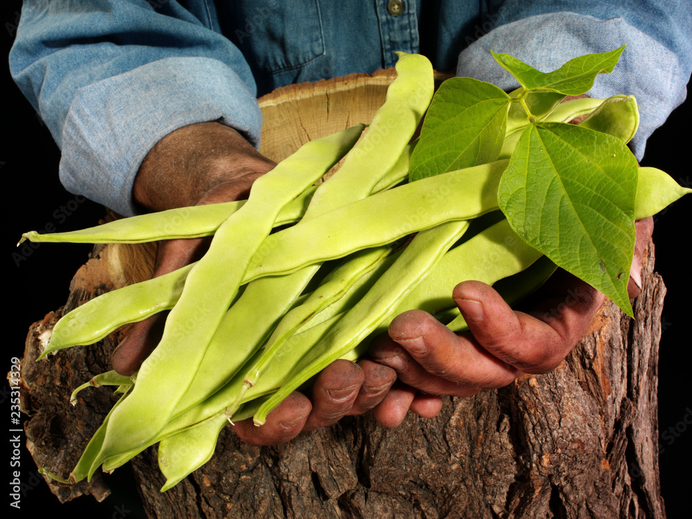 Canvas Prints FARMER HOLDING RUNNER BEANS