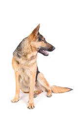 german shepherd posing
