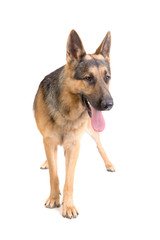 german shepherd posing
