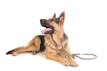 german shepherd posing
