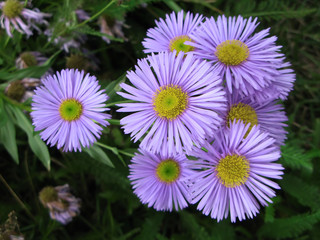 Fototapeta premium Fleurs d'Aster des Alpes