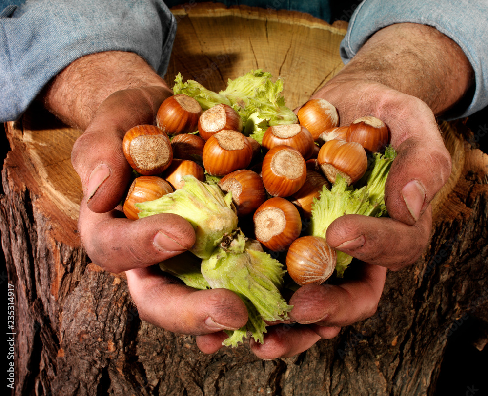 Poster farmer holding hazelnuts