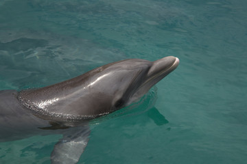 Obraz premium Dolphin Smile