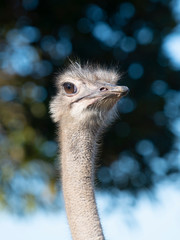 Close up of ostrich&rsquo;s head in a farm.