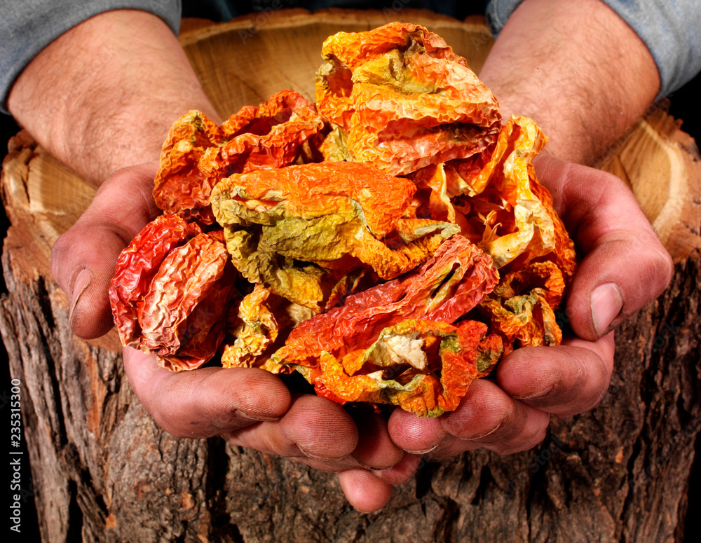 Canvas Prints farmer holding dried red peppers