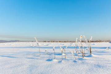Winter landscape. Cold day.