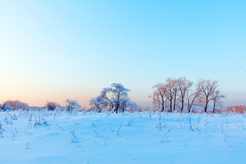 Winter landscape. Cold day.