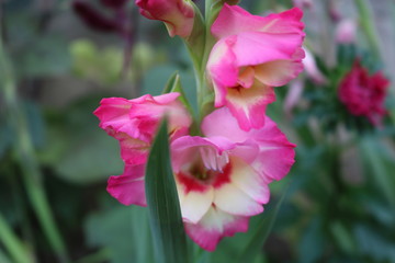 Naklejka premium pink flower in the garden