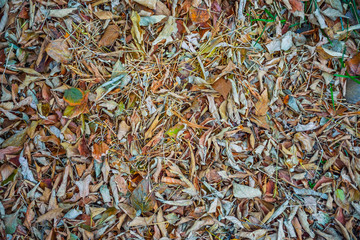Autumnal foliage, background of fallen autumn leaves, fallen leaves
