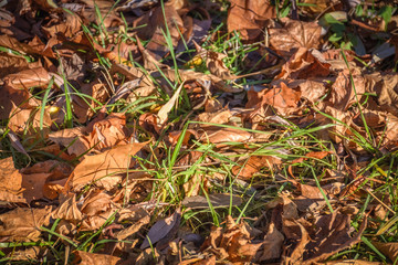 Fallen leaves in green grass close up