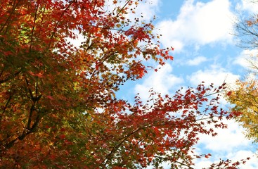 紅葉　秋　もみじ　とちぎ