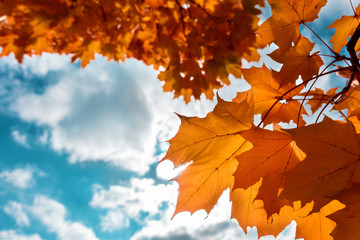 autumn yellow, red leaves of maple against the blue sky with clouds