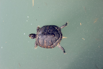 Tartaruga in acqua