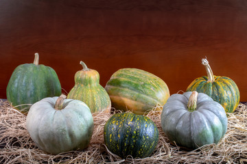 Seven different type pumpkins. Copy space for text.