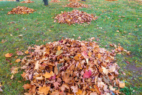 cleaning autumn leaves