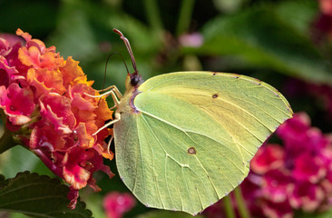 Detailed Side View of a Brimstone Butterfly (Gonepteryx rhamni) Feeding on a warm Summer Day. Baia Sardinia, Sardinia, Italy.