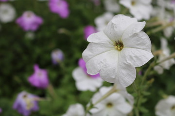 white flowers in garden