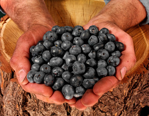 FARMER HOLDING BLUEBERRIES