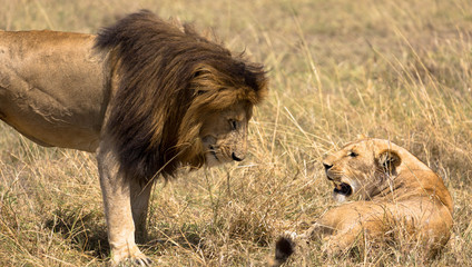 Löwen - Paarungszeit