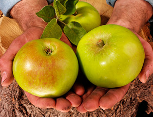 FARMER HOLDING BRAMLEY APPLES