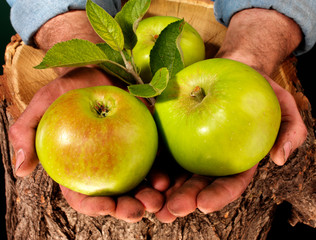 FARMER HOLDING BRAMLEY APPLES