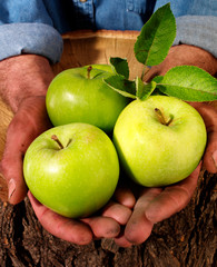 FARMER HOLDING GRANNY SMITHS APPLES
