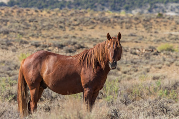 Fototapeta premium Wild Horse in the Colorado High Desert in Summer
