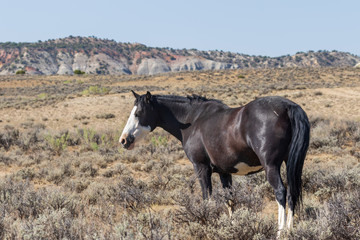 Obraz premium Wild Horse in the Colorado High Desert in Summer