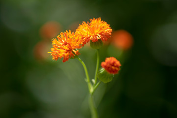 Emilia coccinea beautiful garden flowers, Scarlet Tasselflower plant in bloom with bright orange yellow flowers