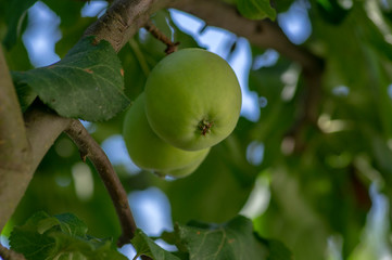 Green unripened common apples hanging on the tree during summer time