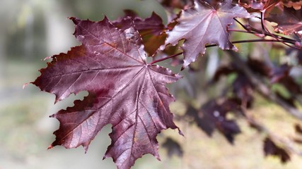 Red autumn leaves on a maple branch