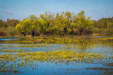 Landscape with marsh marigold and Biebrza river near Goniadz, Podlaskie, Poland