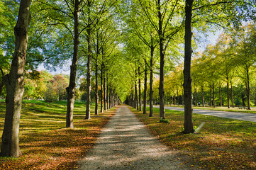 Fototapeta na wymiar Allee in Hannover, Deutschland im Herbst mit einem Kiesel Weg und Laub auf dem Boden