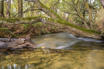 árbol cubierto de musgo descansa sobre el lecho del río. 