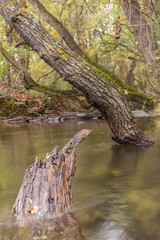 tronco de arbol se sustenta sobre la superficie del río.