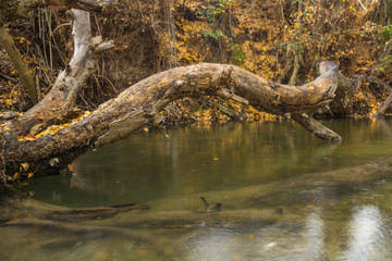 tronco de arbol se sustenta sobre la superficie del río.