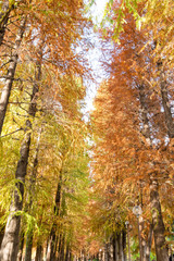 メタセコイア　秋イメージ