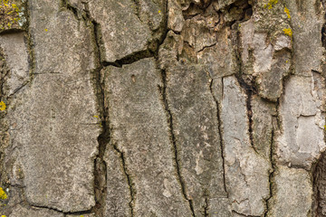 textura de corteza de árbol con líquenes.