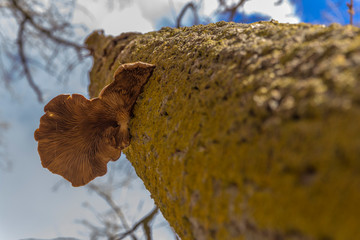 Seta en lo alto de un árbol, vista desde abajo.