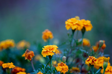 Cherry tomatoes, bright yellow flowers of the same year, blooming from the middle of summer