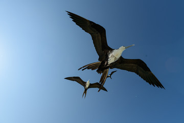 fragatas volando y pescando en holbox