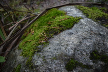 Moss