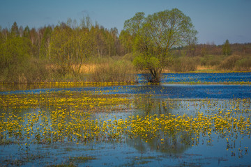 Landscape with marsh marigold and Biebrza river near Goniadz, Podlaskie, Poland