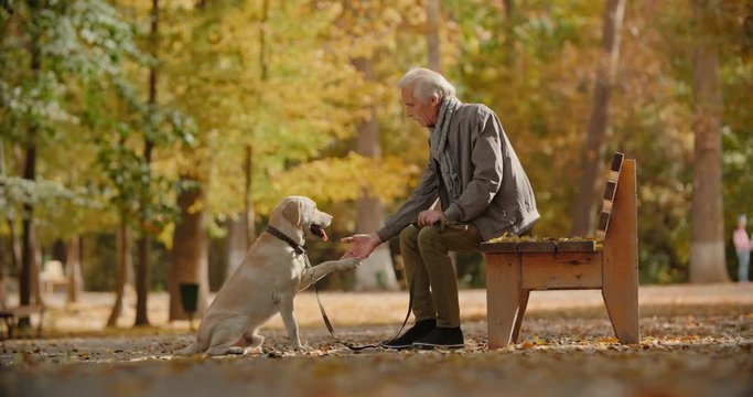 Senior moustached caucasian man sitting on bench in fall garden, caressing and petting his golden labrador, who obeys commands and gives paw - old friend, retirement concept 4k
