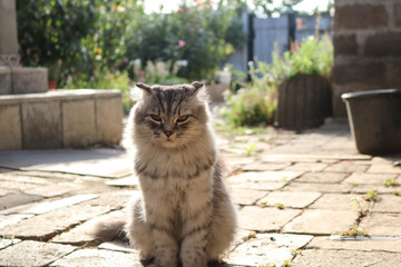 cat sitting on fence