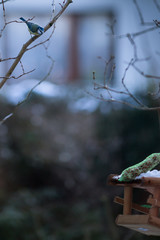 A Bird picking up seeds in the winter